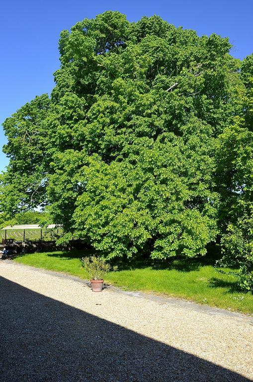 Saint-Maurice-de-Tavernole Le Vieux Noyer Bed & Breakfast エクステリア 写真